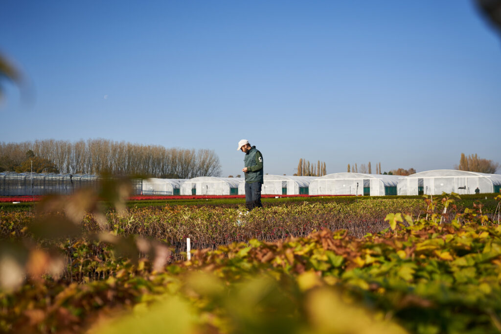 Het containerveld van Ergon Kwekerij met plantje op de voorgrond en een medewerker die in de verte in het veld staat.